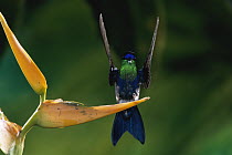 Violet-crowned Woodnymph (Thalurania colombica) hummingbird male landing on Heliconia (Heliconia latispatha) flower, Costa Rica