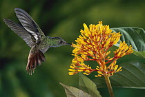Rufous-tailed Hummingbird (Amazilia tzacatl) male feeding on yellow Cappel (Palicourea lasiorhachis) flowers, La Selva Biological Research Station, Costa Rica