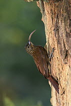 Brown-billed Scythebill (Campylorhamphus pusillus) hummingbird, on tree trunk, Monteverde Cloud Forest Reserve, Costa Rica
