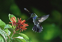 Blue-chested Hummingbird (Amazilia amabilis) feeding on nectar from flowers (Hamelia sp) rainforests of Costa Rica