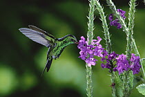 Fork-tailed Emerald (Chlorostilbon canivetii) hummingbird feeding on Porterweed (Stachytarpheta sp) flowers, rainforest ecosystem, Costa Rica