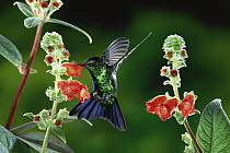 Fork-tailed Emerald (Chlorostilbon canivetii) hummingbird feeding on Gesneria (Kohleria spicata) flowers, rainforest ecosystem, Costa Rica