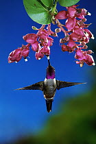 Magenta-throated Woodstar (Calliphlox bryantae) hummingbird male feeding on epiphytic Heath (Cavendishia complectens) nectar, rainforest, Costa Rica
