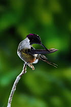 Magenta-throated Woodstar (Calliphlox bryantae) hummingbird male preening, rainforest, Costa Rica