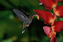 Band-tailed Barbthroat (Threnetes ruckeri) hummingbird male feeding and pollinating Heliconia (Heliconia pogonantha) flowers, rainforests, Costa Rica