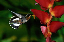 Band-tailed Barbthroat (Threnetes ruckeri) hummingbird, male feeding and pollinating Heliconia (Heliconia pogonantha) flowers, rainforests, Costa Rica