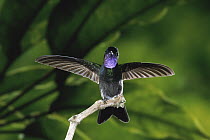 Purple-throated Mountain-gem (Lampornis calolaemus) hummingbird male perching with wings spread, Monteverde Cloud Forest Reserve, Costa Rica