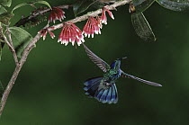 Green Violet-ear (Colibri thalassinus) hummingbird flying near flowers (Satyria warszewiczii), Monteverde Cloud Forest Reserve, Costa Rica