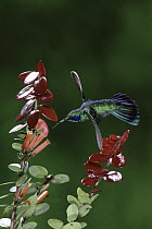 Green Violet-ear (Colibri thalassinus) hummingbird feeding on and pollinating flowers (Macleania insignis), Monteverde Cloud Forest Reserve, Costa Rica