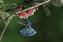 Green Violet-ear (Colibri thalassinus) hummingbird feeding on nectar of flowers (Satyria warszewiczii), Monteverde Cloud Forest Reserve, Costa Rica