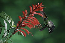 Stripe-tailed Hummingbird (Eupherusa eximia) feeding on flowers (Razisea spicata), Monteverde Cloud Forest Reserve, Costa Rica