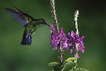 Steely-vented Hummingbird (Amazilia saucerrottei) feeding and pollinating Porterweed (Stachytarpheta sp) flowers, cloud forest, Costa Rica