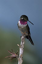 Magenta-throated Woodstar (Calliphlox bryantae) hummingbird male perched on the end of a branch, Costa Rica