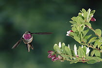 Magenta-throated Woodstar (Calliphlox bryantae) hummingbird male flying near epiphytic Heath (Cavendishia capitulata) flowers, Monteverde Cloud Forest Reserve, Costa Rica