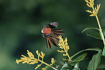Scintillant Hummingbird (Selasphorus scintilla) male flying near Cappel (Palicourea lasiorhachis) flowers, Cloud Forest, Costa Rica