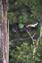 Resplendent Quetzal (Pharomachrus mocinno) male flying near nest hole in Monteverde Cloud Forest Reserve, Costa Rica