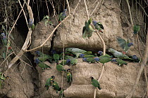 Blue-headed Parrot (Pionus menstruus) and Orange-cheeked Parrot (Pionopsitta barrabandi) eating clay lick minerals, Manu National Park, Peru