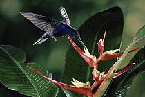 Violet Sabre-wing (Campylopterus hemileucurus) hummingbird feeding on Heliconia (Heliconia monteverdensis) flower, in cloud forest, Costa Rica