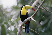 Keel-billed Toucan (Ramphastos sulfuratus) perched in tree, Costa Rican rainforest