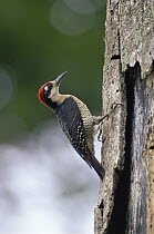 Black-cheeked Woodpecker (Melanerpes pucherani) pecking on tree trunk in rainforest, Costa Rica