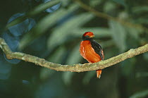 Black-necked Red Cotinga (Phoenicircus nigricollis) male on display perch, Amazon rainforest, Peru