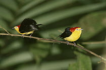 Wire-tailed Manikin (Pipra filicauda) males in display perch, Amazon rainforest, Peru