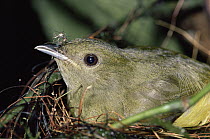 White-collared Manakin (Manacus candei) female feeding on mosquitoes while in nest, Costa Rica