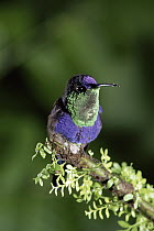 Violet-crowned Woodnymph (Thalurania colombica) hummingbird male perching on branch in rainforest, Costa Rica