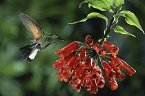 Stripe-tailed Hummingbird (Eupherusa eximia) piercing a flower (Bomarea hirsuta) for nectar in Monteverde Cloud Forest Reserve, Costa Rica