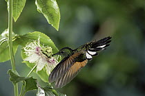 Stripe-tailed Hummingbird (Eupherusa eximia) feeding on Passion Flower (Passiflora sp) in Monteverde Cloud Forest Reserve, Costa Rica