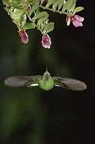 Coppery-headed Emerald (Elvira cupreiceps) hummingbird, male flying near Heath (Satyria warszewiczii) flowers, in cloud forest, Costa Rica