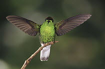 Coppery-headed Emerald (Elvira cupreiceps) hummingbird, male, endemic, cloud forest, Costa Rica