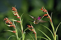 Magenta-throated Woodstar (Calliphlox bryantae) hummingbird male pollinating epiphytic Bromeliad (Tillandsia insignis) cloud forest, Costa Rica
