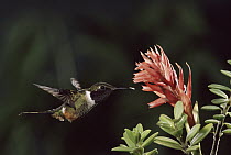 Magenta-throated Woodstar (Calliphlox bryantae) hummingbird male flying near Latin American Lady Orchid (Stenorrhynchos speciosum) cloud forest, Costa Rica
