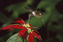 Magenta-throated Woodstar (Calliphlox bryantae) hummingbird male feeding at and pollinating Poinsettia (Euphorbia pulcherrima) flowers while defecating, cloud forest, Costa Rica