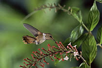 Scintillant Hummingbird (Selasphorus scintilla) feeding and pollinating Madder (Gonzalagunia rosea) flowers, cloud forest, Costa Rica