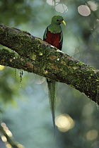 Resplendent Quetzal (Pharomachrus mocinno) male, with caterpillar prey, Monteverde Cloud Forest Reserve, Costa Rica