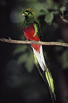 Resplendent Quetzal (Pharomachrus mocinno) male, Monteverde Cloud Forest Reserve, Costa Rica