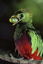 Resplendent Quetzal (Pharomachrus mocinno) male, with avocado fruit, Monteverde Cloud Forest Reserve, Costa Rica