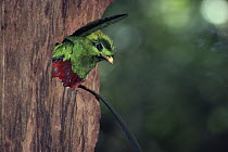 Resplendent Quetzal (Pharomachrus mocinno) male, near nest hole, Monteverde Cloud Forest Reserve, Costa Rica