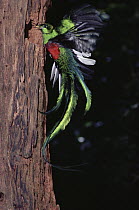 Resplendent Quetzal (Pharomachrus mocinno) male, flying, Monteverde Cloud Forest Reserve, Costa Rica