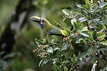 Emerald Toucanet (Aulacorhynchus prasinus) fruiting, cloud forest, Costa Rica