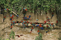 Scarlet Macaw (Ara macao) and Red and Green Macaw (Ara chloroptera) flock feeding on clay lick minerals, Manu National Park, Peru