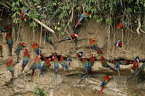 Scarlet Macaw (Ara macao) and Red and Green Macaw (Ara chloroptera) flock feeding on clay lick minerals, Manu National Park, Peru