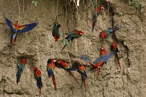 Scarlet Macaw (Ara macao) and Red and Green Macaw (Ara chloroptera) flocks feeding on clay lick minerals, Manu National Park, Peru