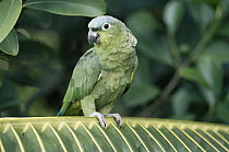 Mealy Parrot (Amazona farinosa) perching on palm frond, rainforest, Central America