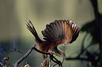 Hoatzin (Opisthocomus hoazin) raised wing display, rainforest, Manu National Park, Peru