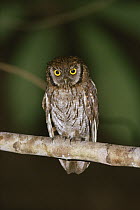 Tropical Screech Owl (Otus choliba) perching on branch, native to Central and South America