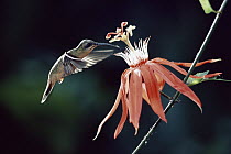 Bronzy Hermit (Glaucis aenea) hummingbird flying near Perfumed Passion Flower (Passiflora vitifolia) flower, rainforest, Costa Rica