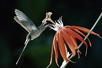 Long-billed Hermit (Phaethornis longirostris) hummingbird feeding and pollinating red Perfumed Passion Flower (Passiflora vitifolia) rainforest, Costa Rica